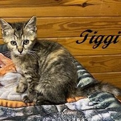 Enlarge Tiggi the Tiny sweet tabbico, a Adoptable Tabby in Cary, NC image 1/6