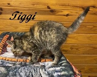 Enlarge Tiggi the Tiny sweet tabbico, a Adoptable Tabby in Cary, NC image 3/6