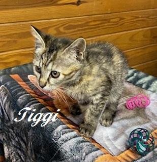 Enlarge Tiggi the Tiny sweet tabbico, a Adoptable Tabby in Cary, NC image 4/6