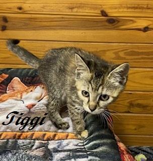 Enlarge Tiggi the Tiny sweet tabbico, a Adoptable Tabby in Cary, NC image 5/6
