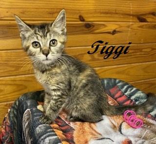 Enlarge Tiggi the Tiny sweet tabbico, a Adoptable Tabby in Cary, NC image 6/6