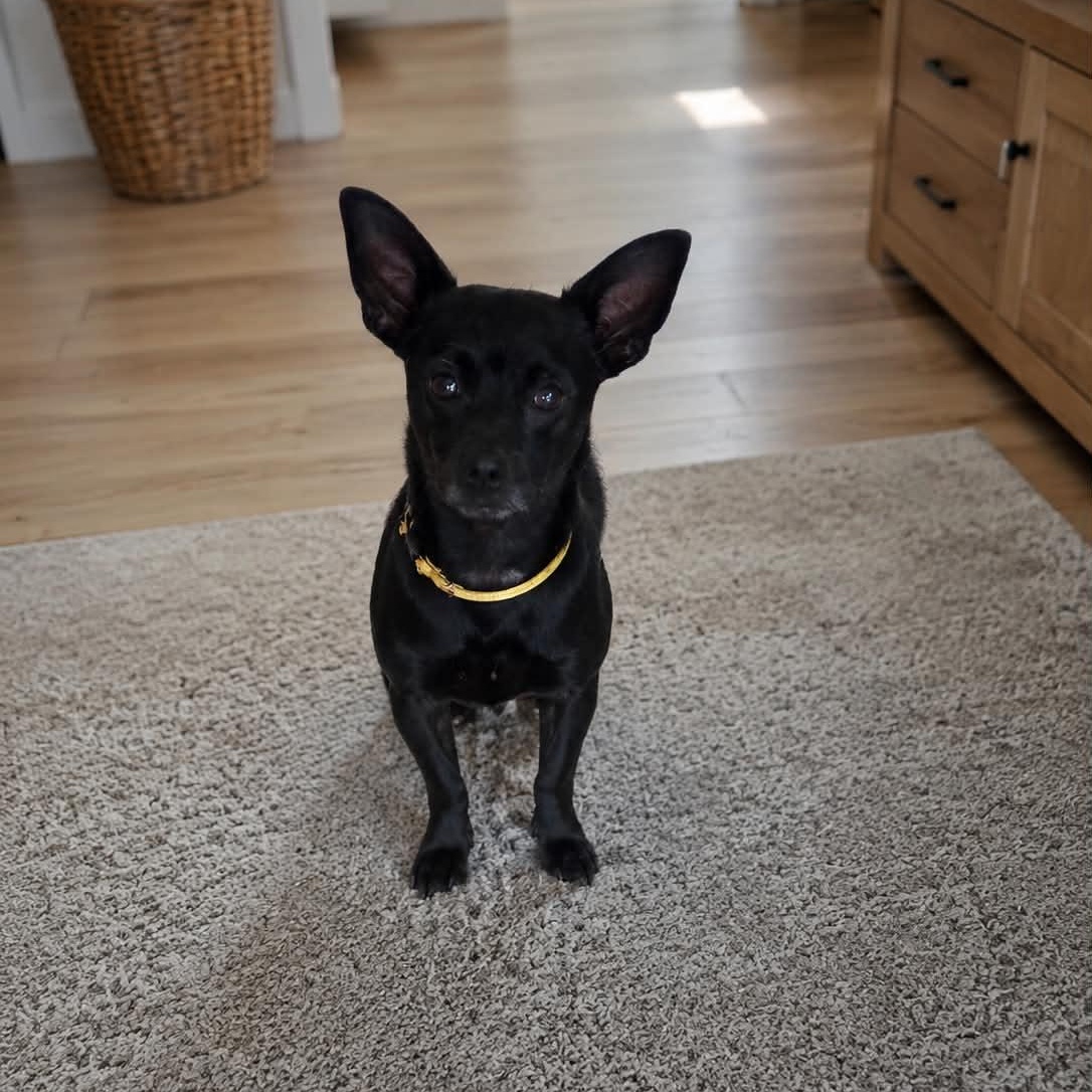 Junior, an adopted Chihuahua in Abbotsford, BC image 2/3