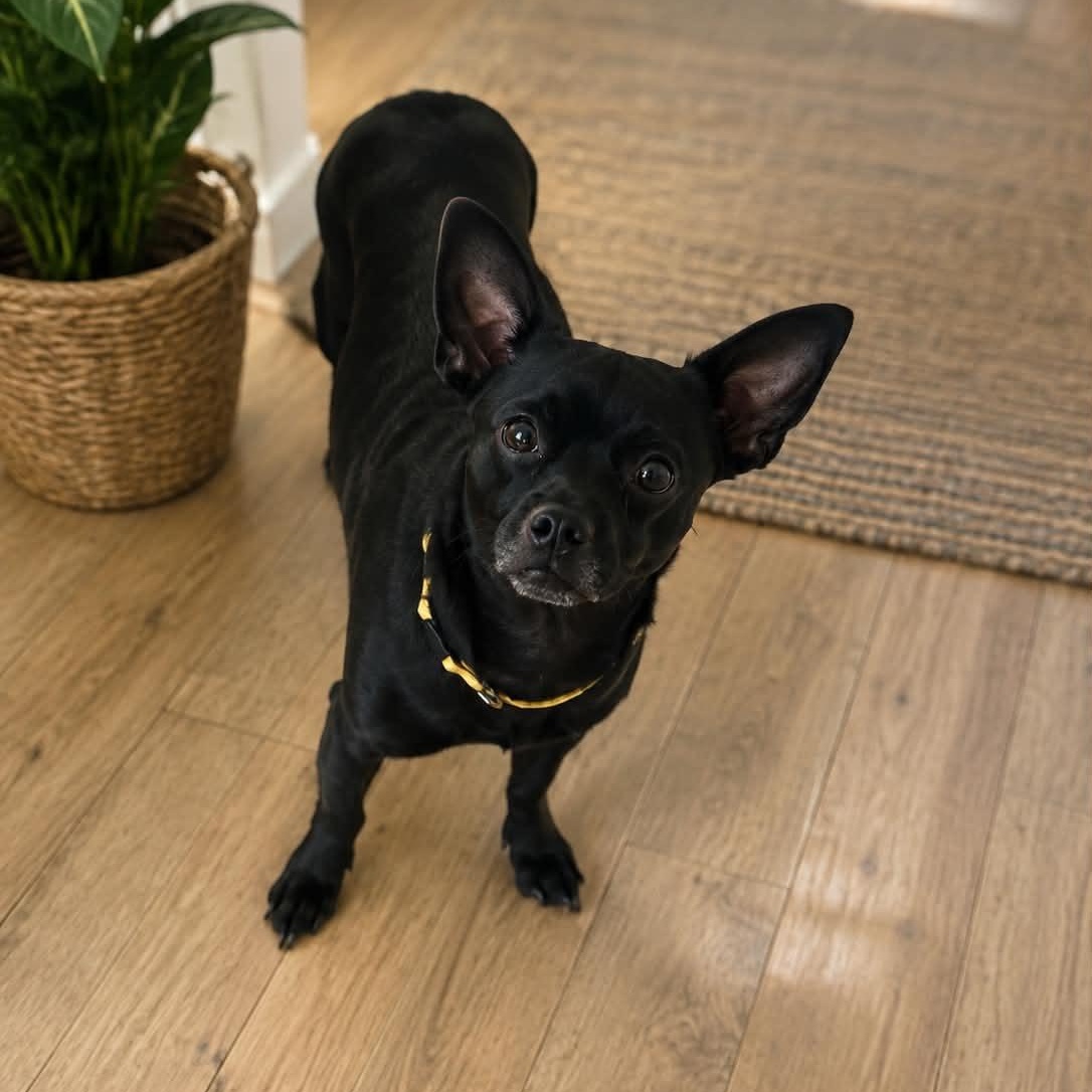 Junior, an adopted Chihuahua in Abbotsford, BC image 3/3