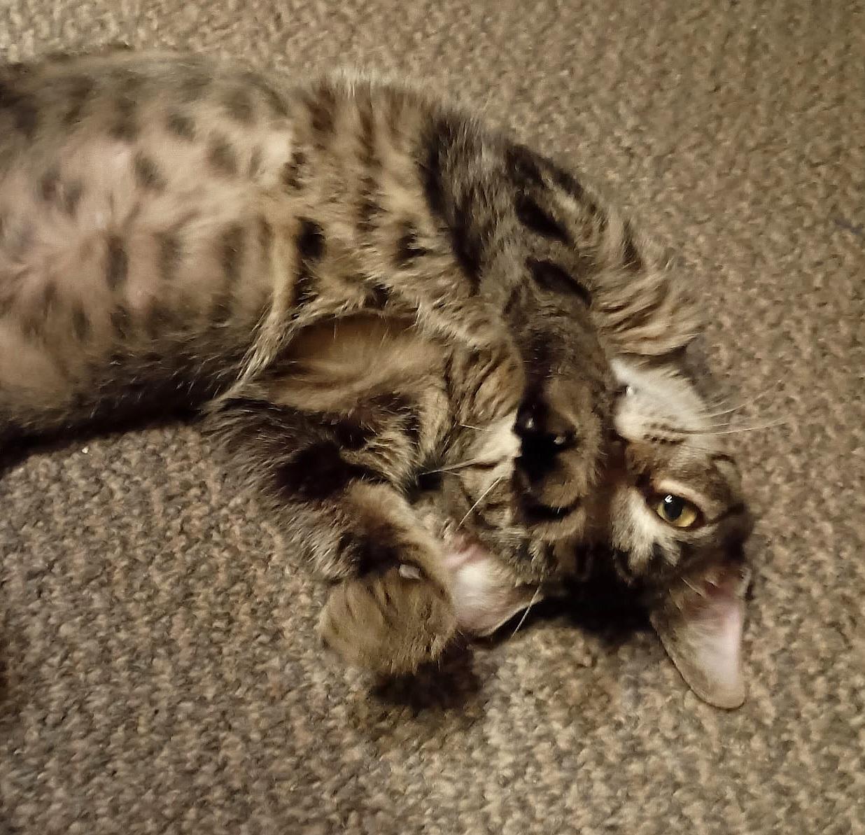 Enlarge Coco, a ADOPTABLE mixed breed in Melbourne, FL image 2/2