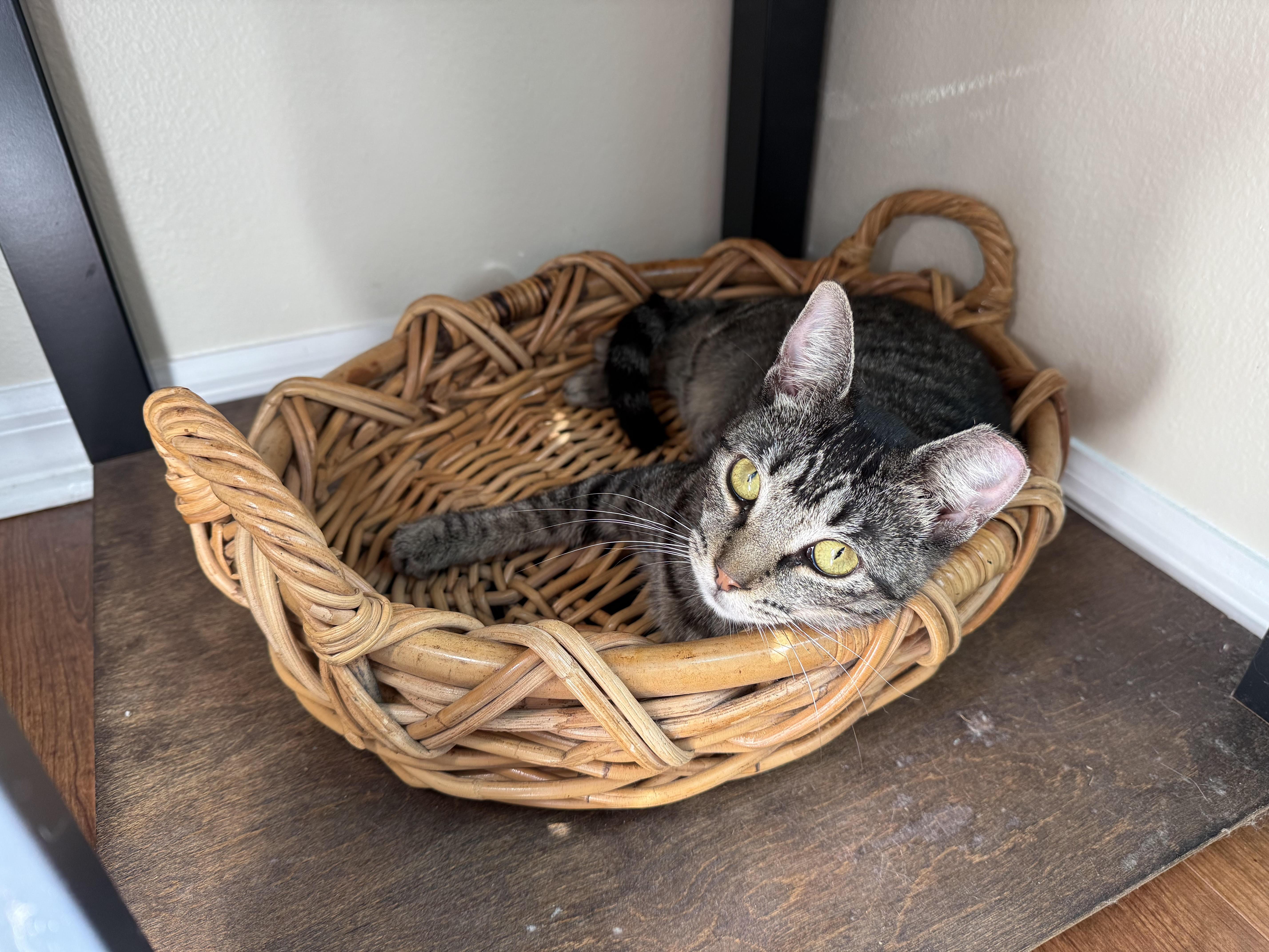 Enlarge Coco, a ADOPTABLE mixed breed in Melbourne, FL image 1/2