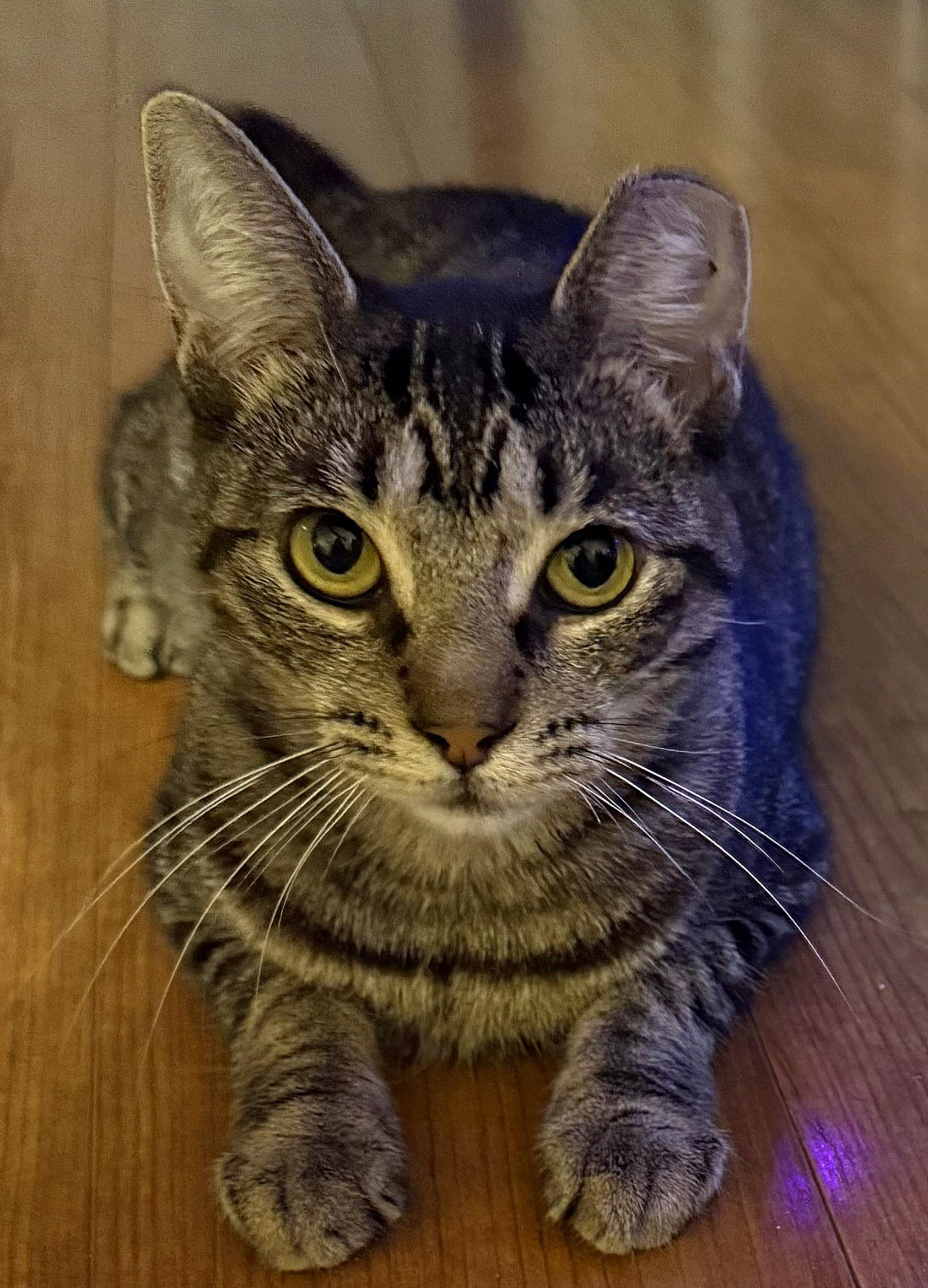 Enlarge Coco, an adopted mixed breed in Melbourne, FL image 3/3