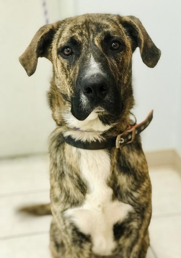 Jack, Adoptable, Adult Male Mastiff & Plott Hound.