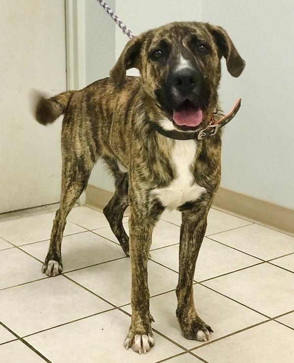 Enlarge Jack, a Adoptable mixed breed in Osage Beach, MO image 2/6