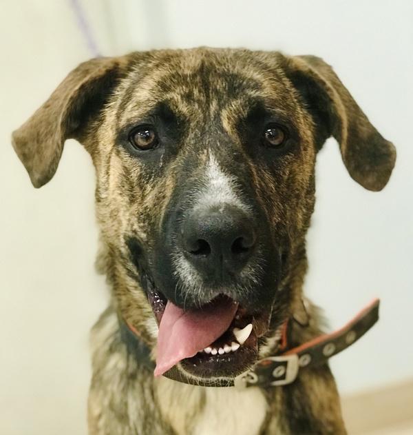Enlarge Jack, a Adoptable mixed breed in Osage Beach, MO image 3/6
