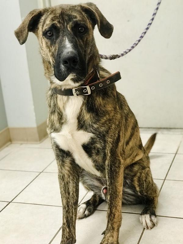 Enlarge Jack, a Adoptable mixed breed in Osage Beach, MO image 4/6