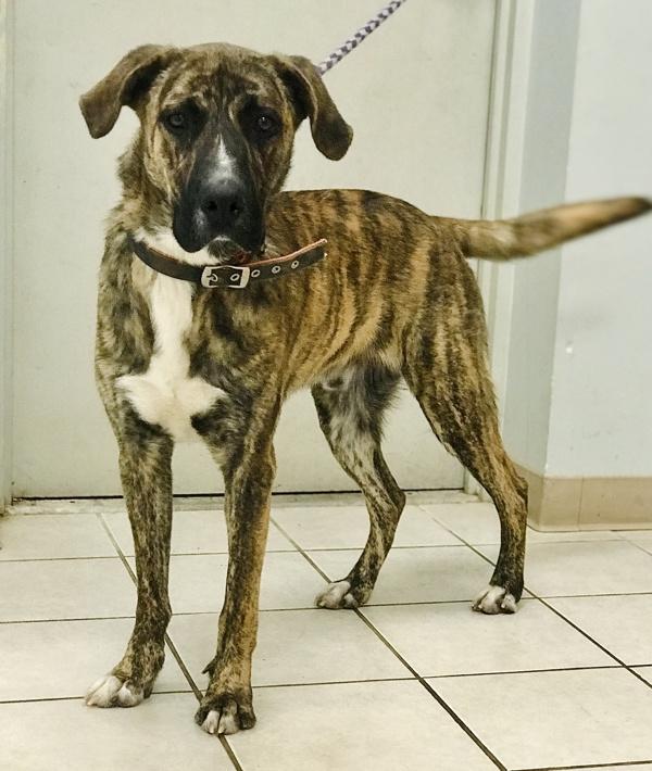 Enlarge Jack, a Adoptable mixed breed in Osage Beach, MO image 5/6