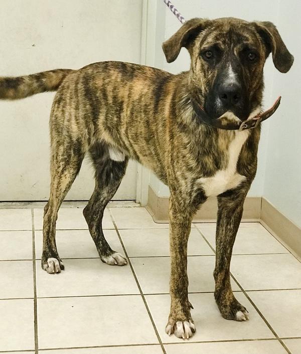 Enlarge Jack, a Adoptable mixed breed in Osage Beach, MO image 6/6