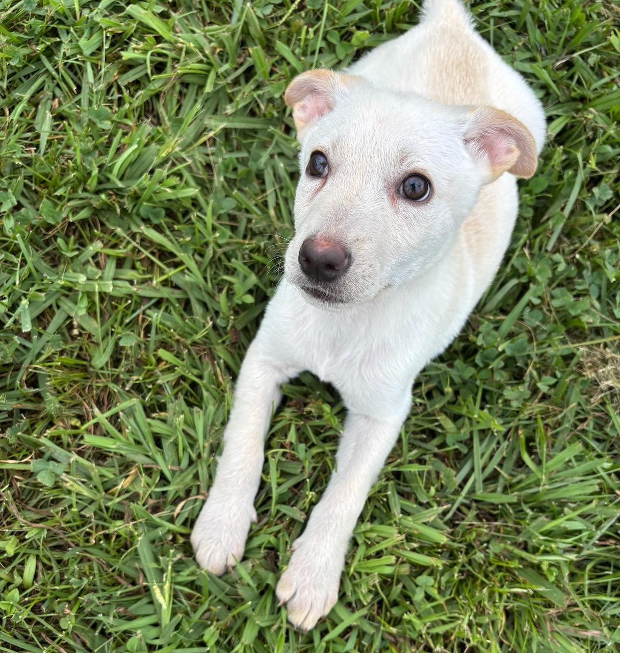Bentley, Baby Male unknown
