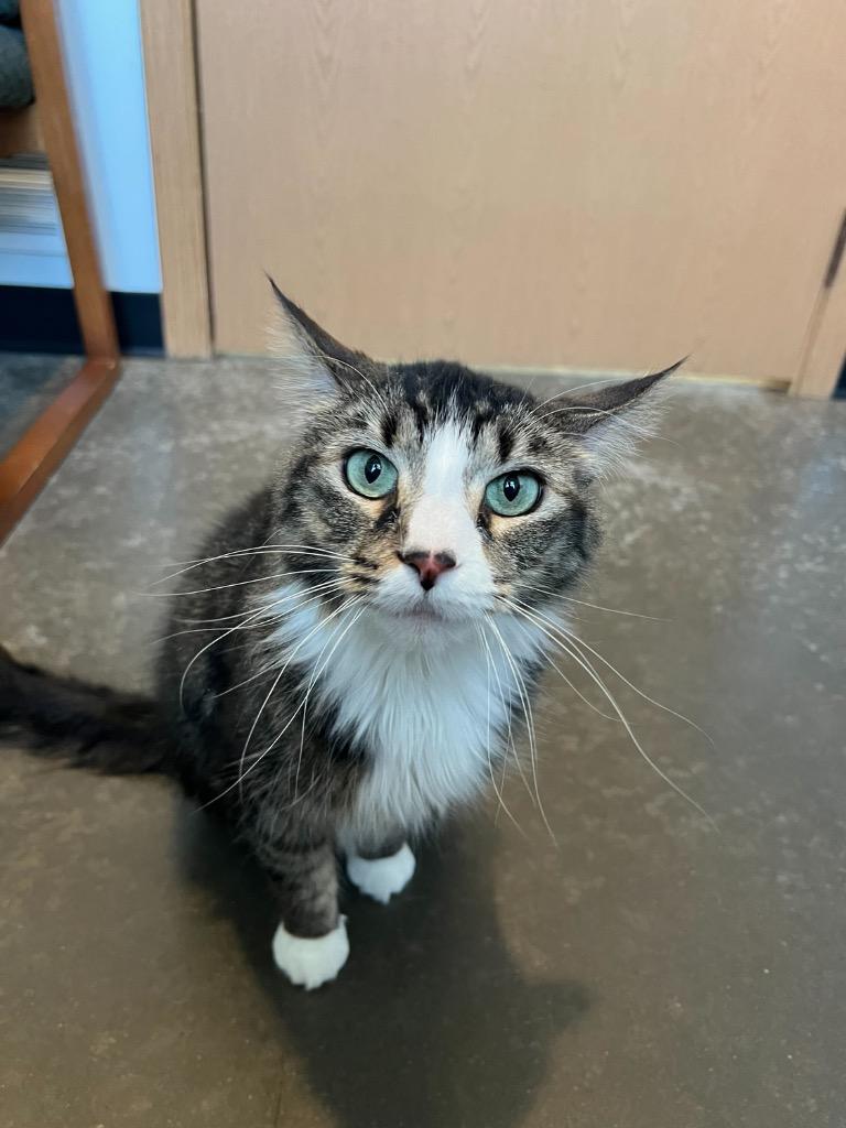 Blazett, Adoptable, Adult Female Domestic Medium Hair.