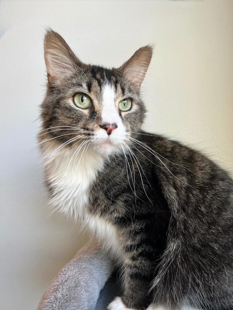 Enlarge Blazett, a Adoptable mixed breed in Menomonie, WI image 2/4