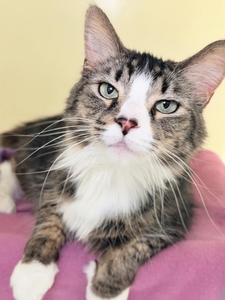 Enlarge Blazett, a Adoptable mixed breed in Menomonie, WI image 2/2