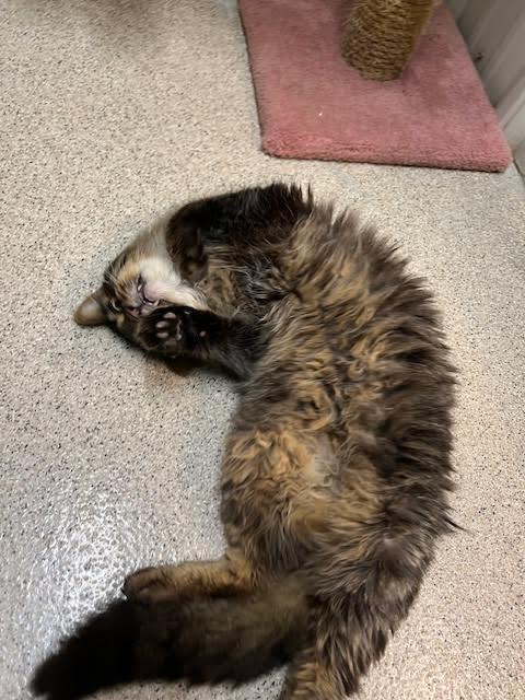 HELGA, an adoptable Tabby in Ironwood, MI, 49938 | Photo Image 2