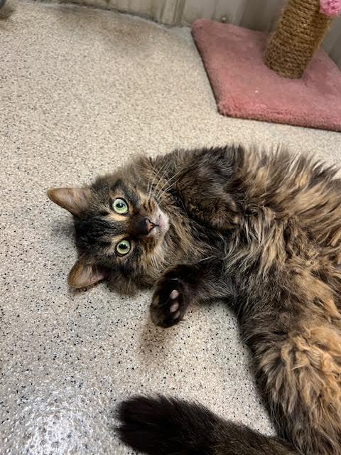 HELGA, an adoptable Tabby in Ironwood, MI, 49938 | Photo Image 1