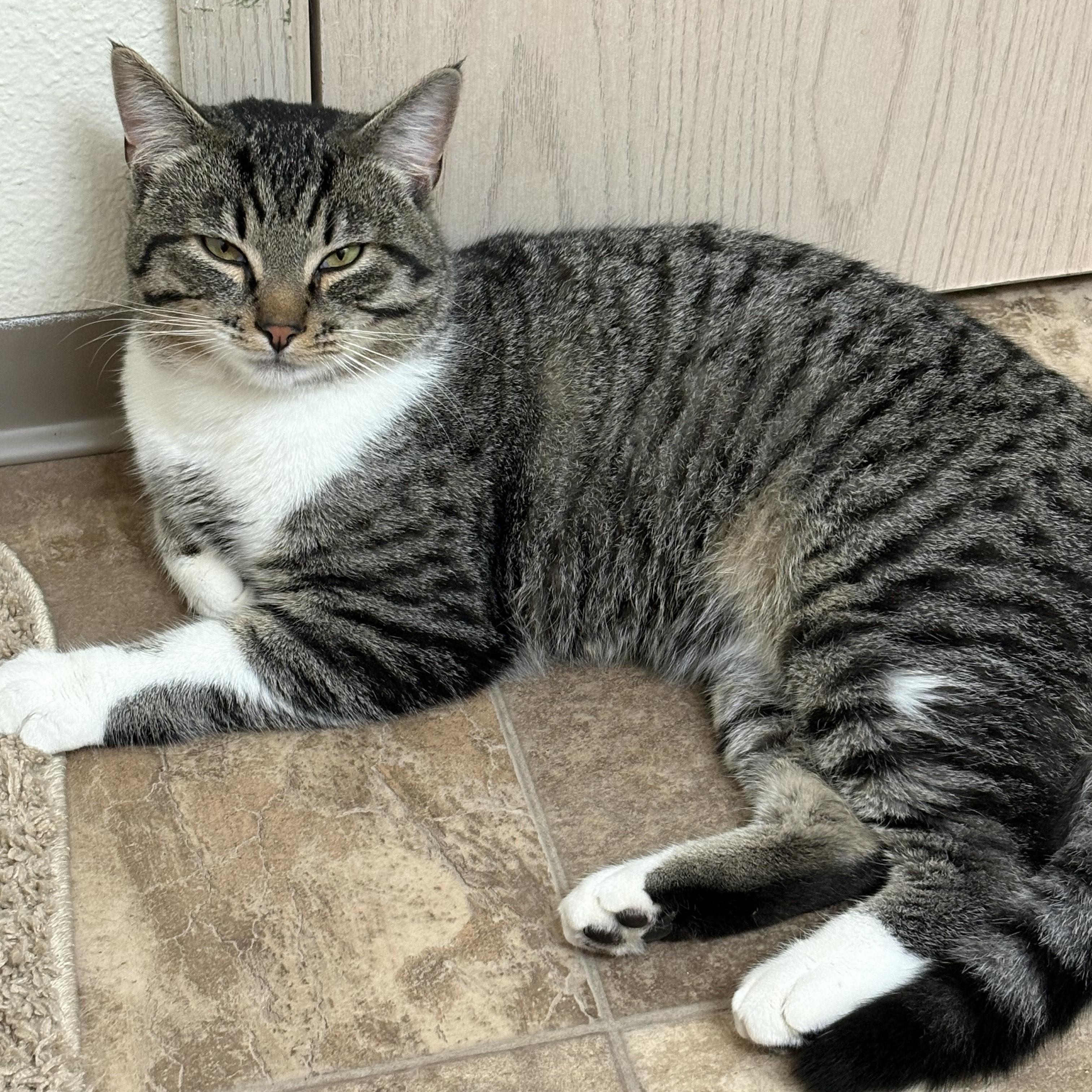 Enlarge Spooky, a Adoptable Domestic Short Hair in Renton , WA image 2/3