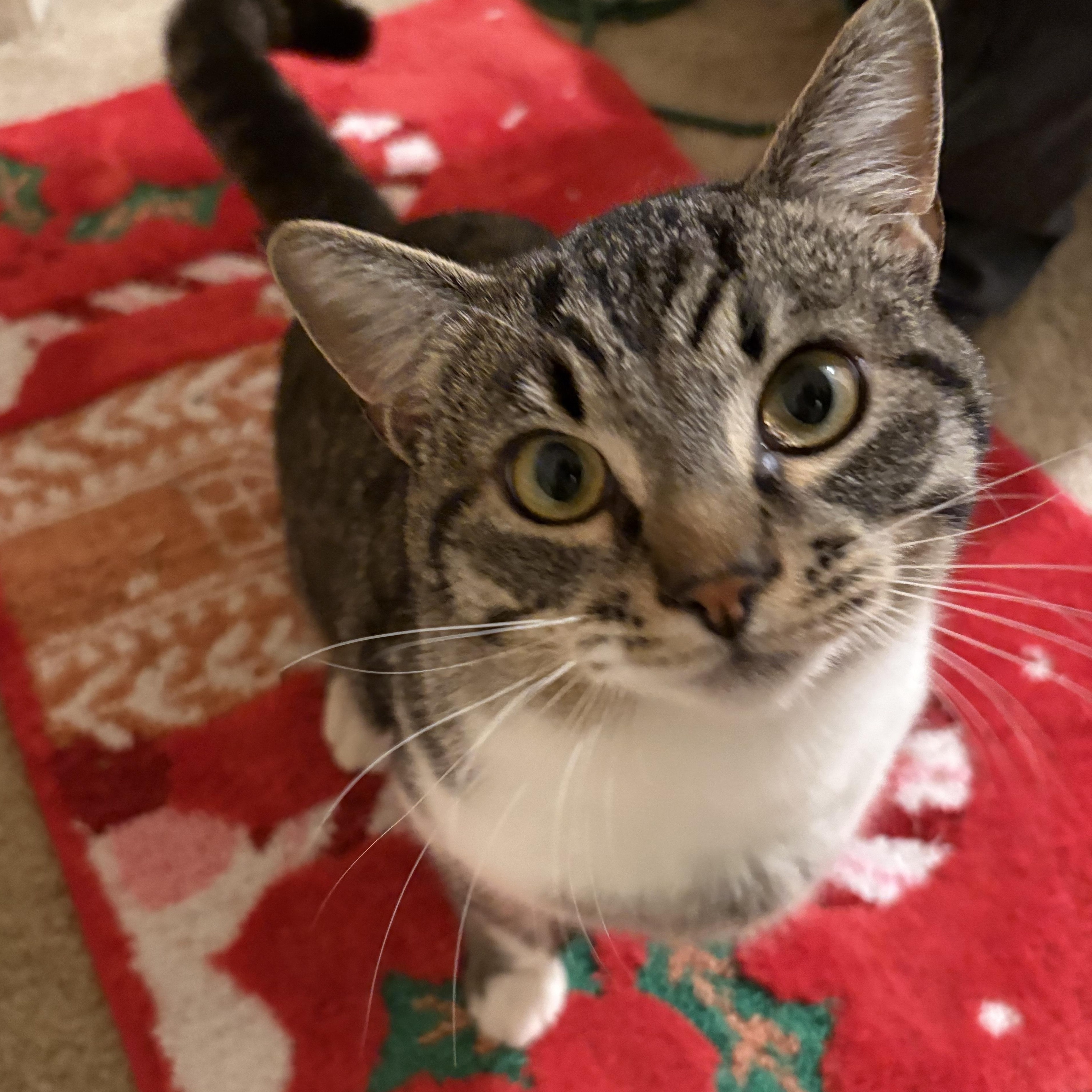 Enlarge Spooky, a Adoptable Domestic Short Hair in Renton , WA image 1/3