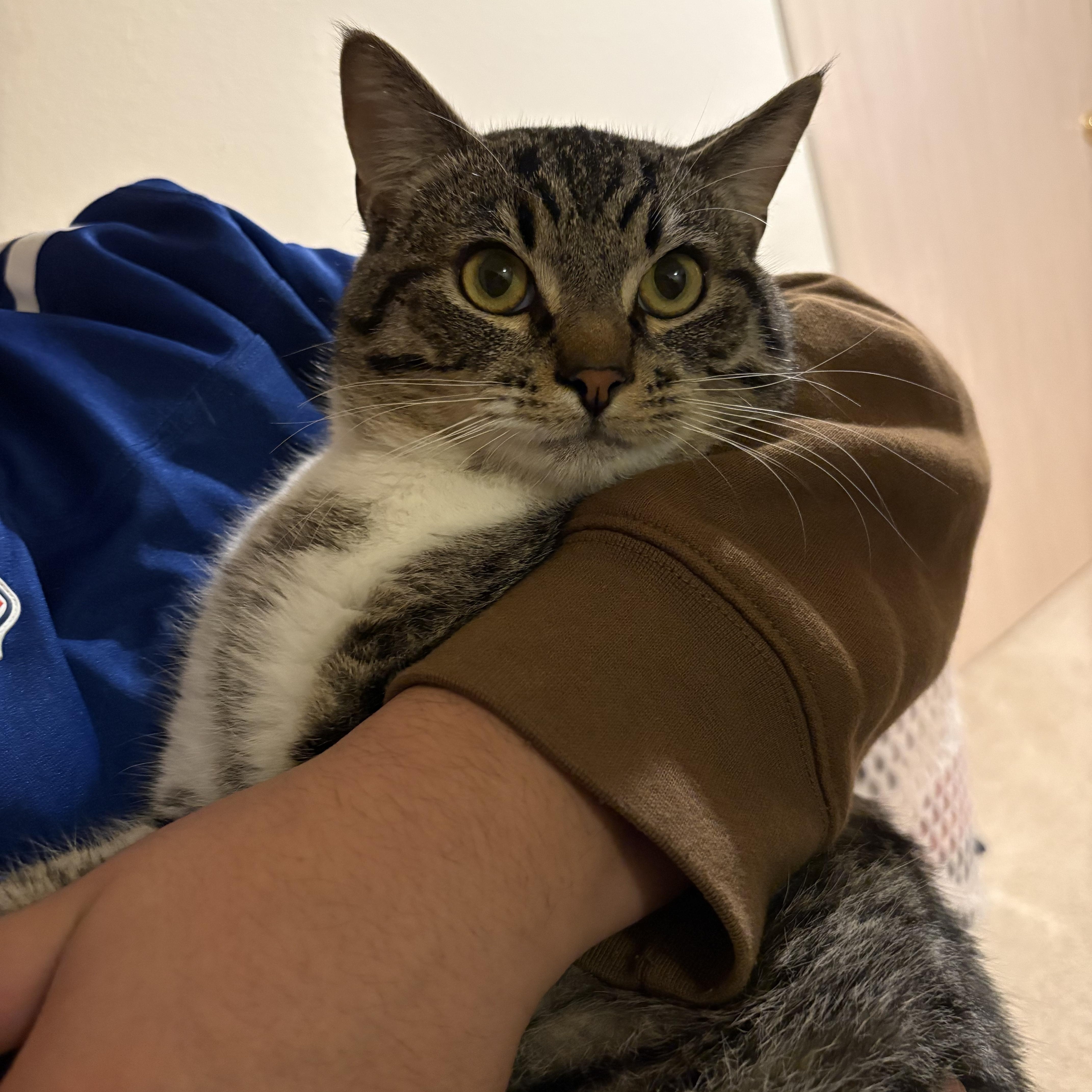 Enlarge Spooky, a Adoptable Domestic Short Hair in Renton , WA image 3/3