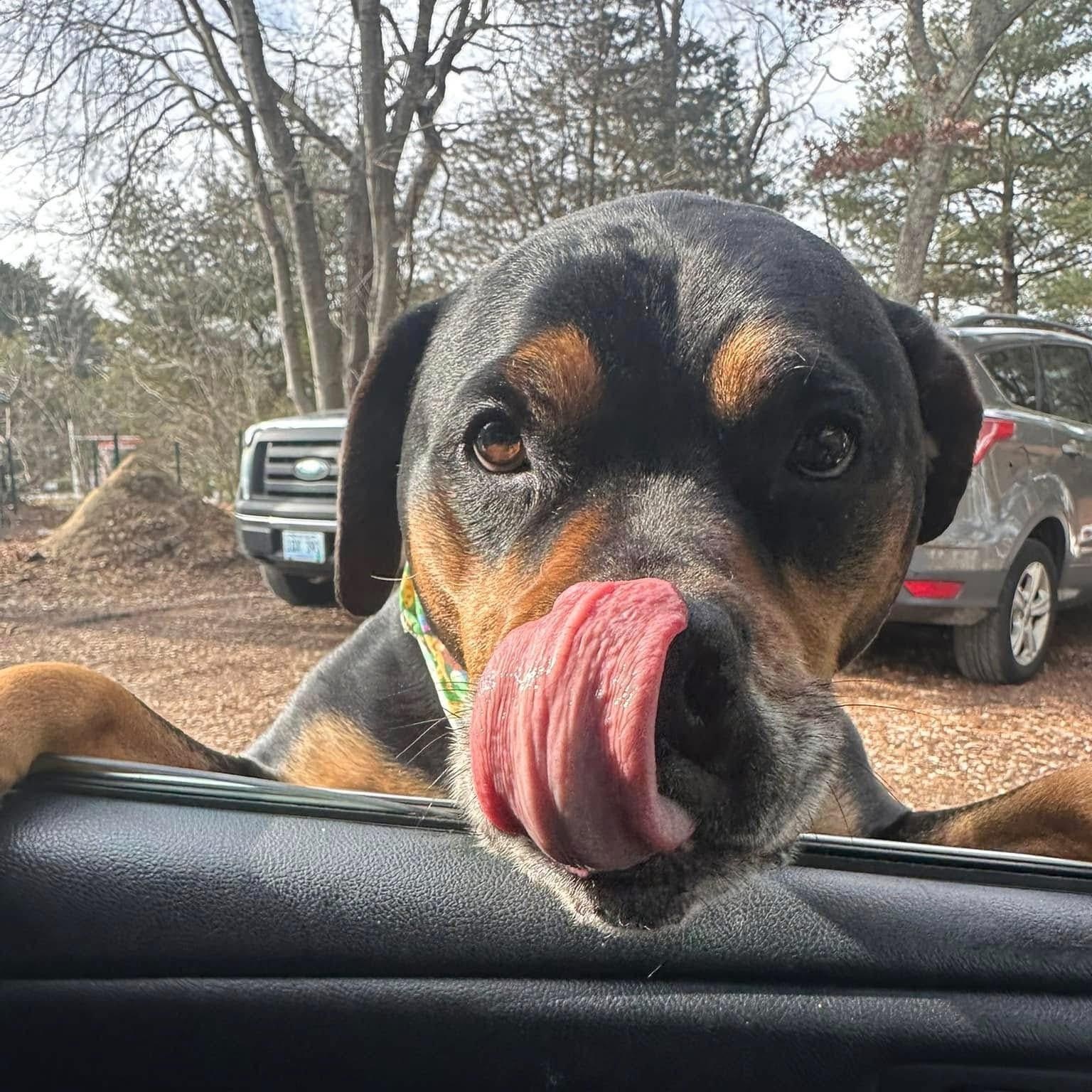 Brodie, Adoptable, Adult Male Rottweiler.