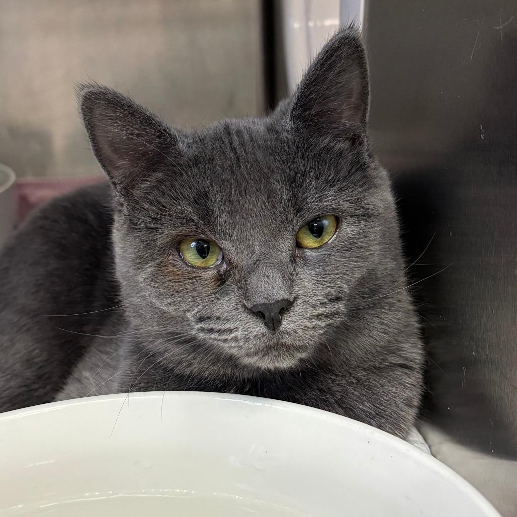 Leaf, ADOPTABLE, Adult Female Domestic Short Hair.