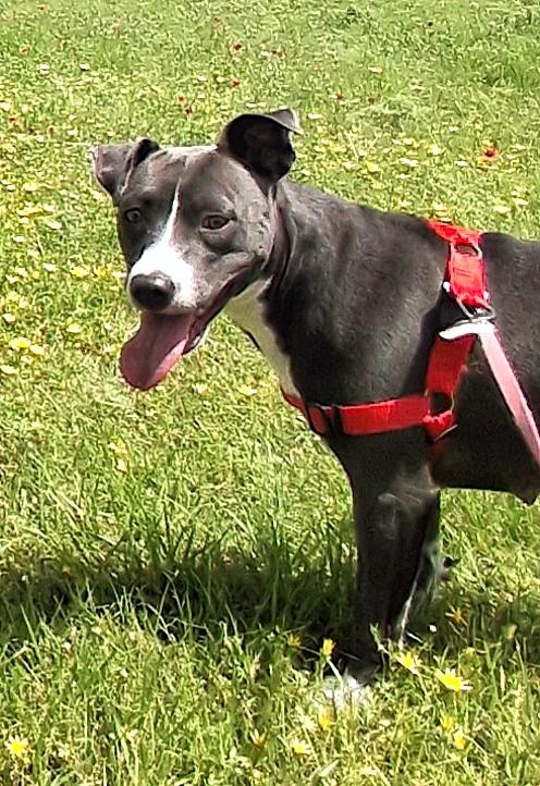 CS Sweetie, Adoptable, Young Female Pit Bull Terrier.