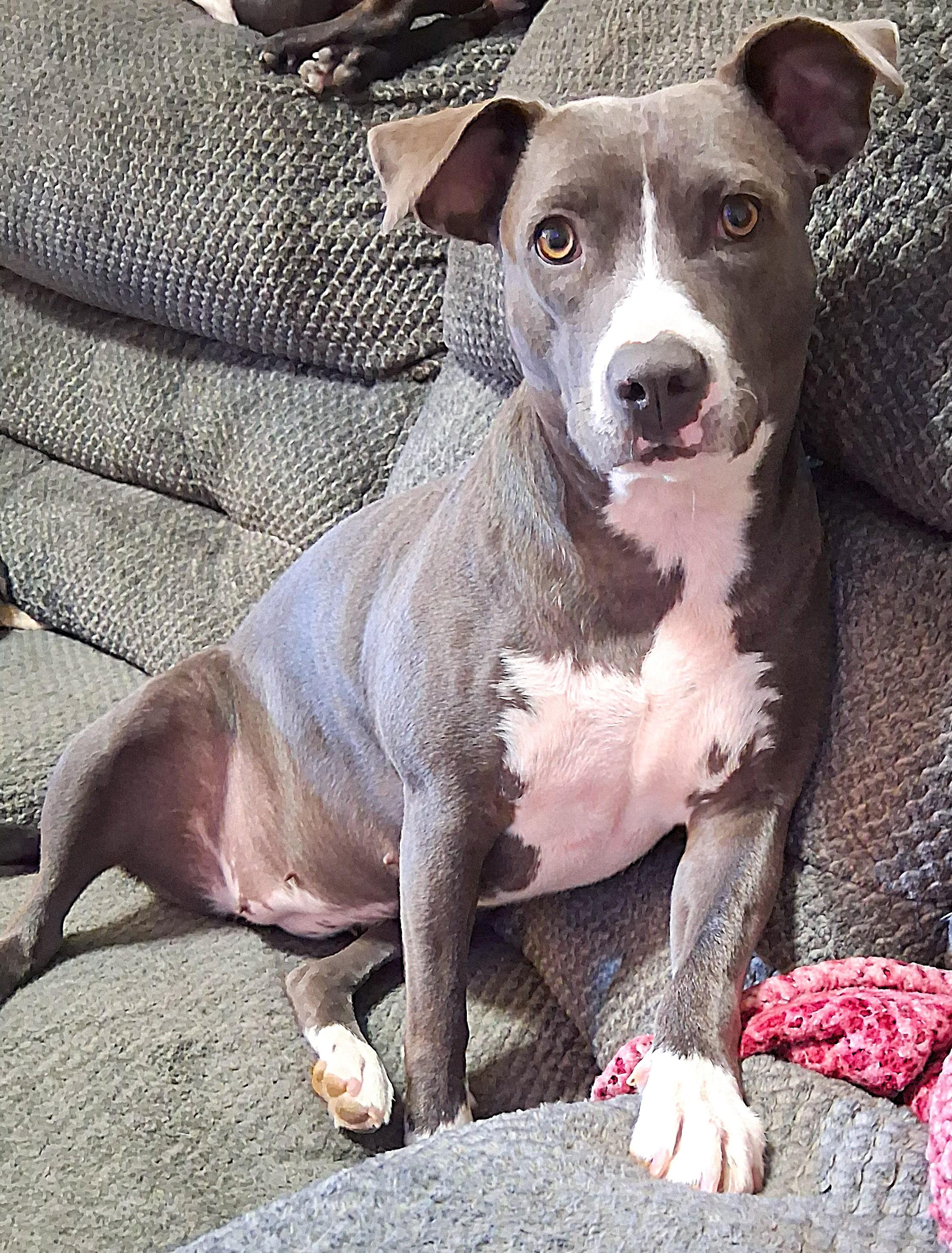 Enlarge CS Sweetie, a Adoptable Pit Bull Terrier in Vancouver, WA image 3/6