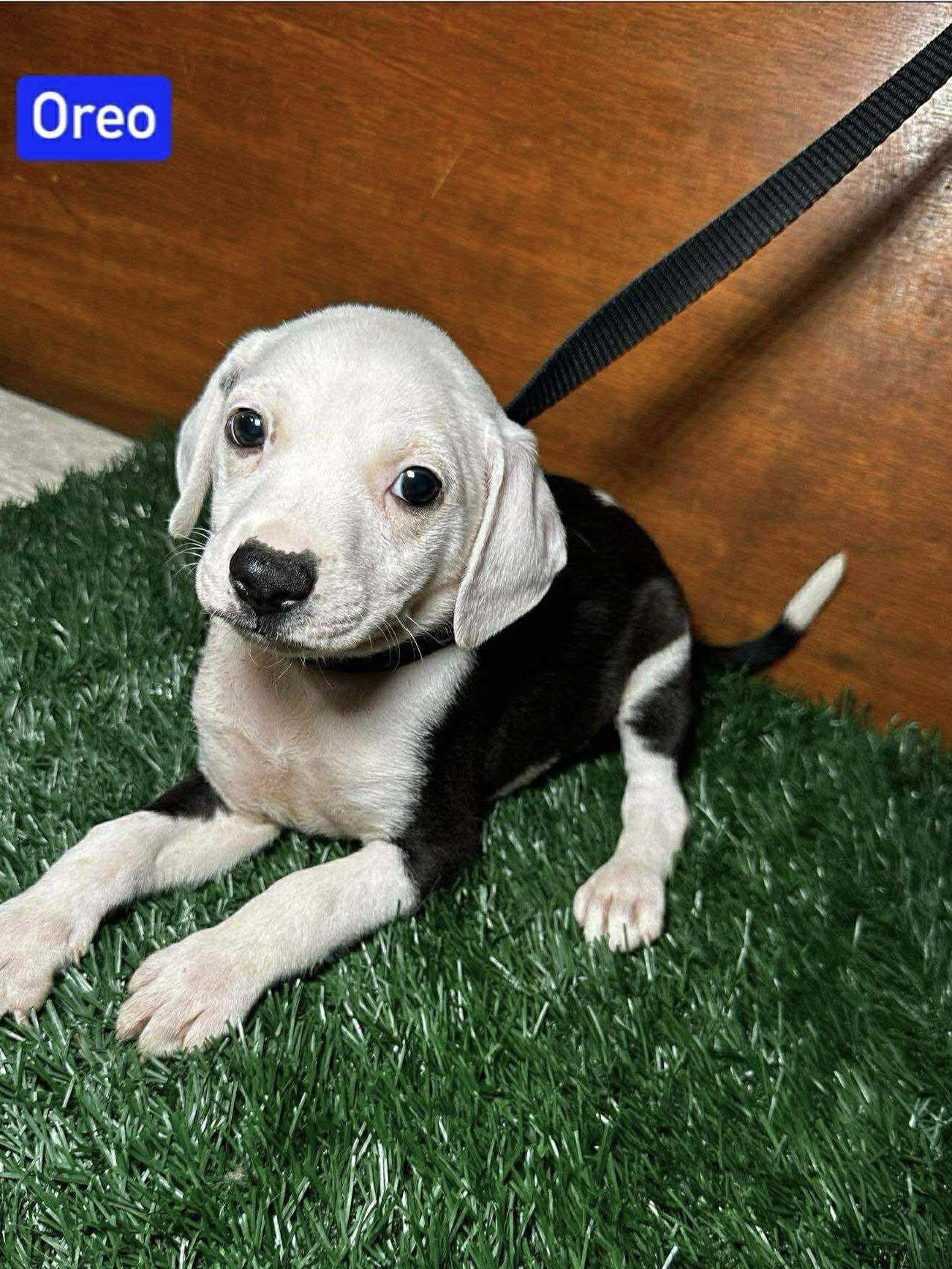 Oreo, Baby Male Mixed Breed