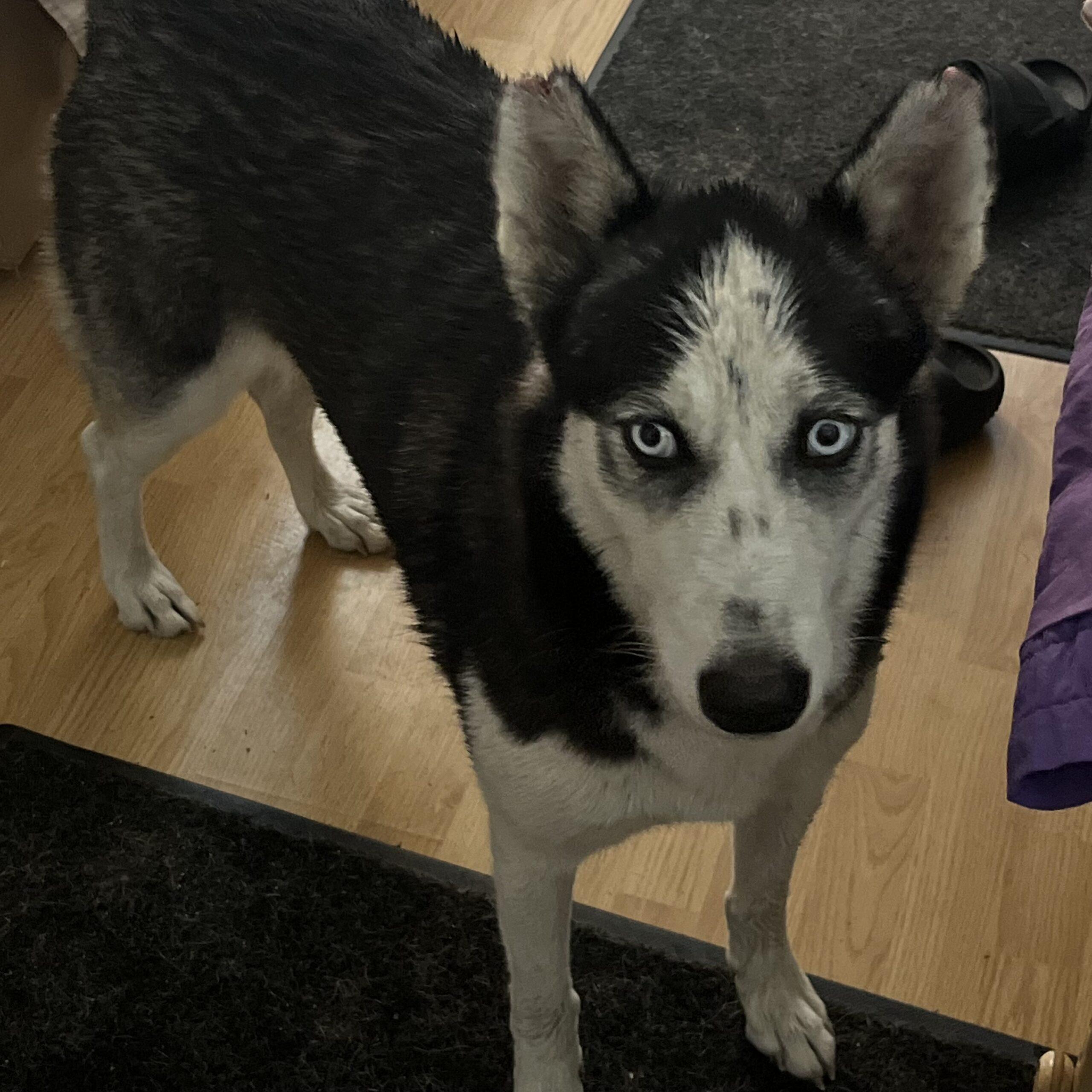 Zelda — thumbnail 4