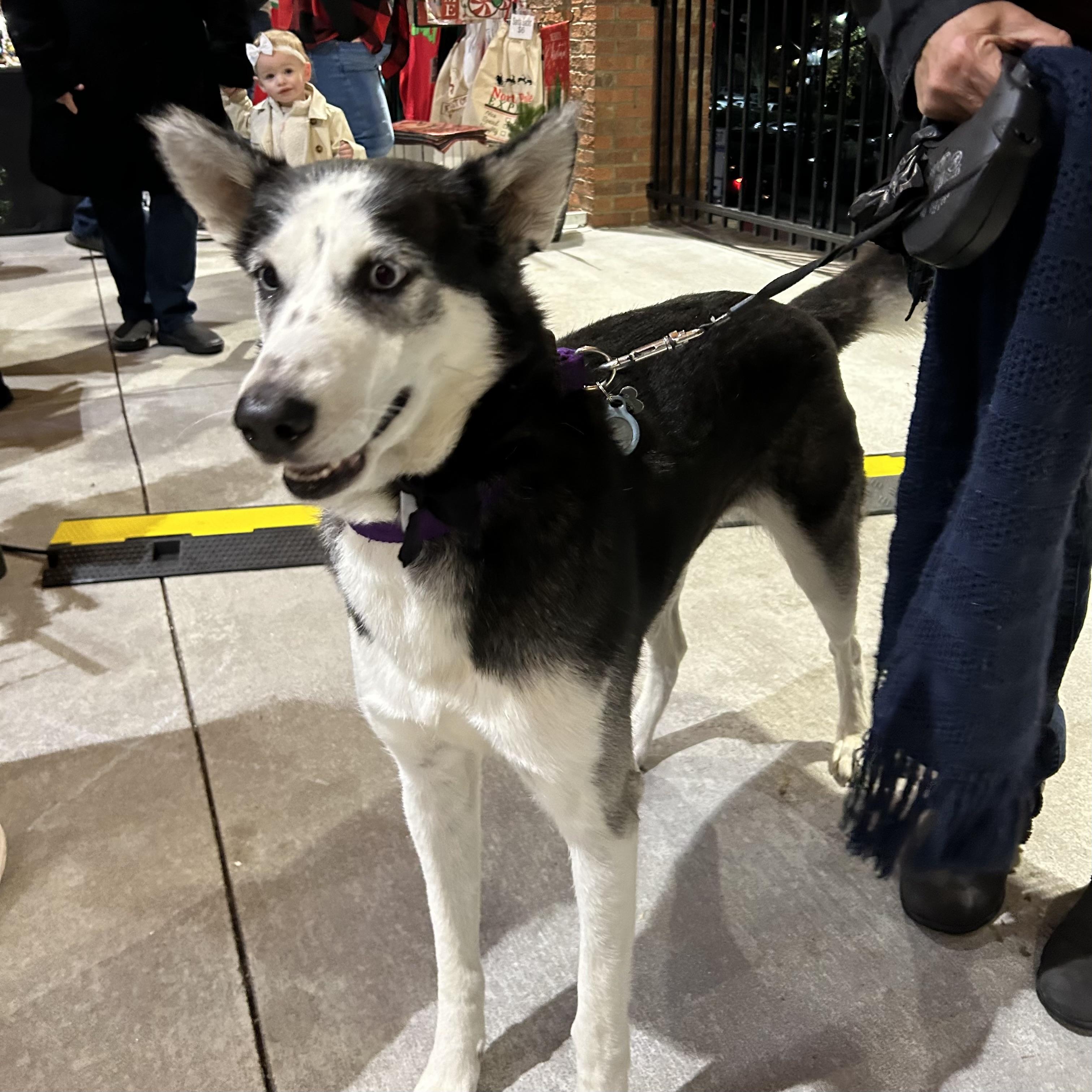 Zelda — thumbnail 5