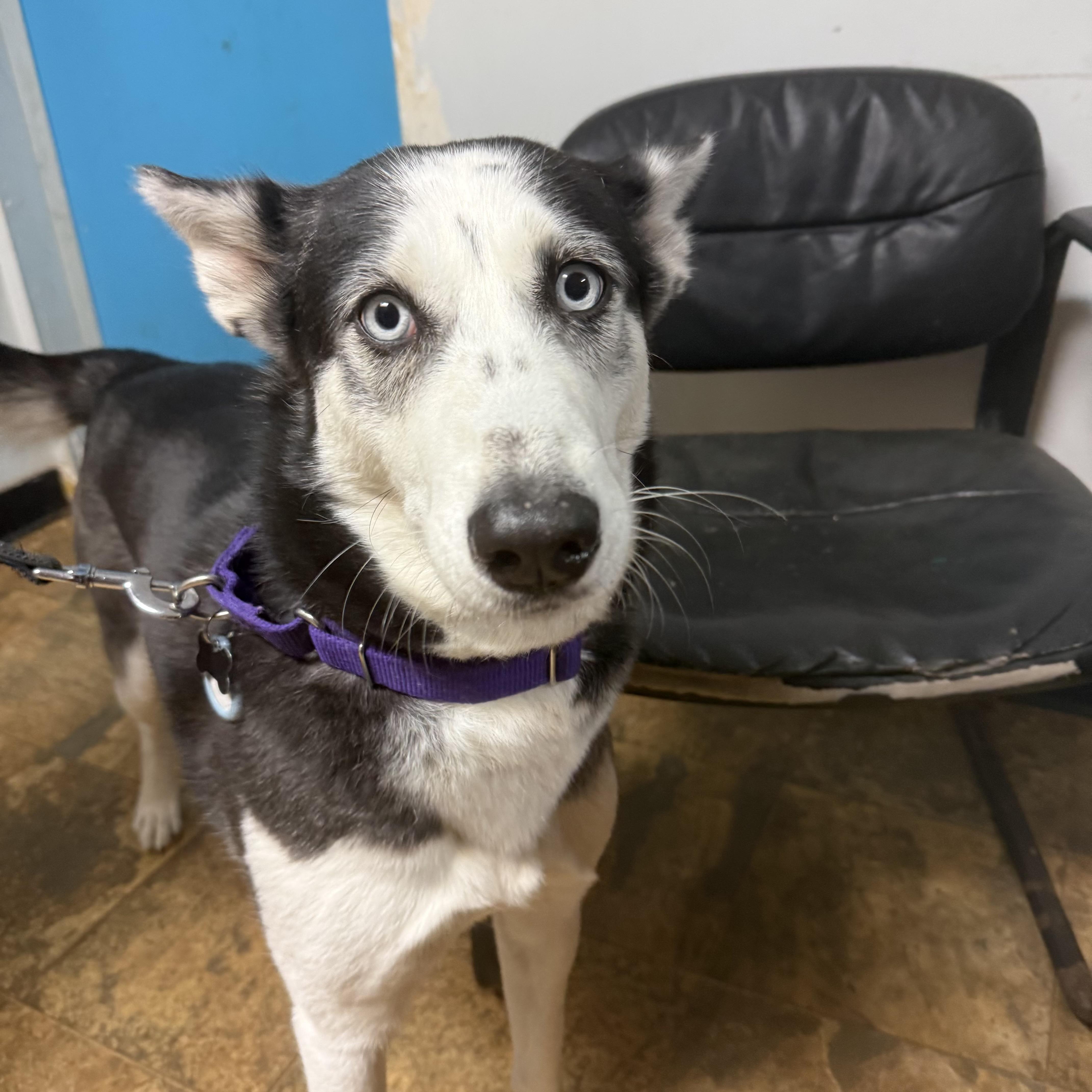 Zelda — thumbnail 6