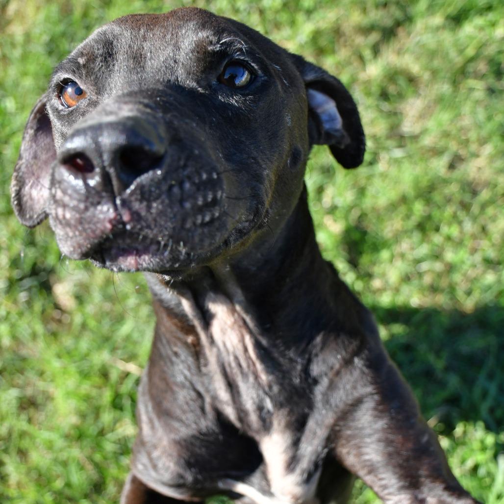 Enlarge Ziggie, a Adoptable Pit Bull Terrier in Beaumont, TX image 1/6