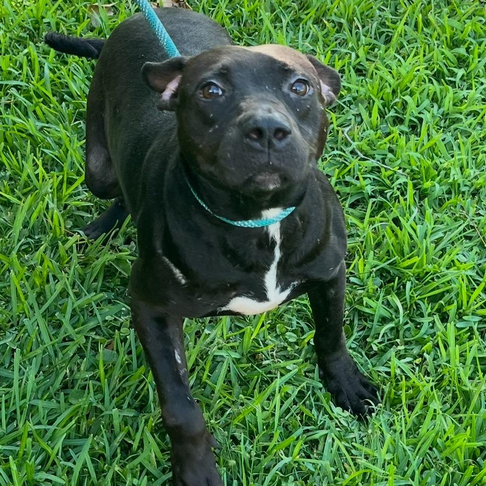 Enlarge Ziggie, a Adoptable Pit Bull Terrier in Beaumont, TX image 2/6