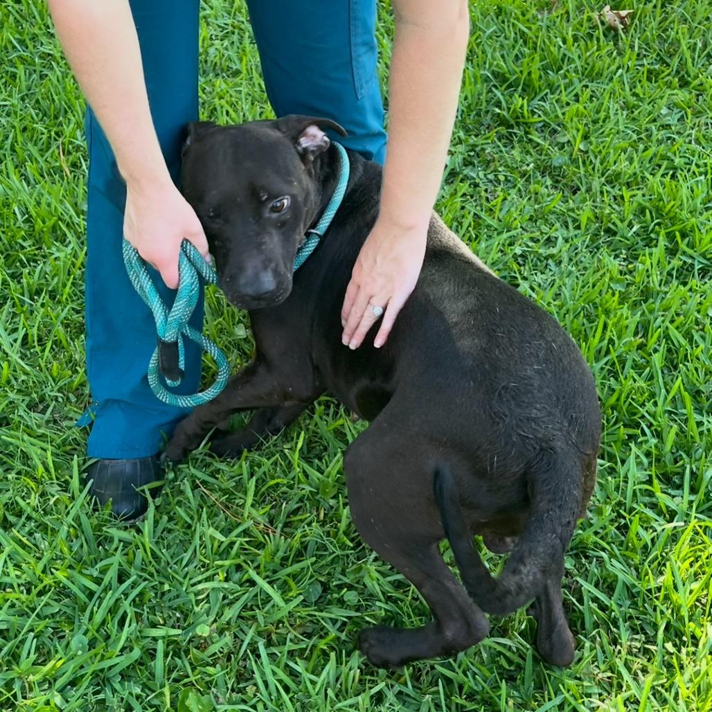 Enlarge Ziggie, a Adoptable Pit Bull Terrier in Beaumont, TX image 3/6