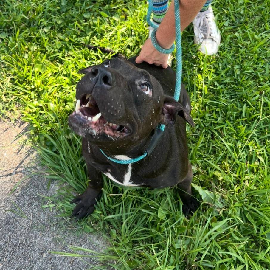 Enlarge Ziggie, a Adoptable Pit Bull Terrier in Beaumont, TX image 4/6
