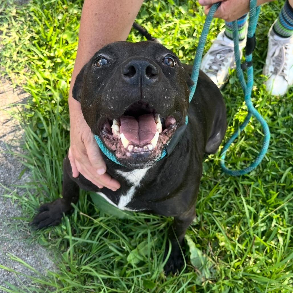 Enlarge Ziggie, a Adoptable Pit Bull Terrier in Beaumont, TX image 5/6