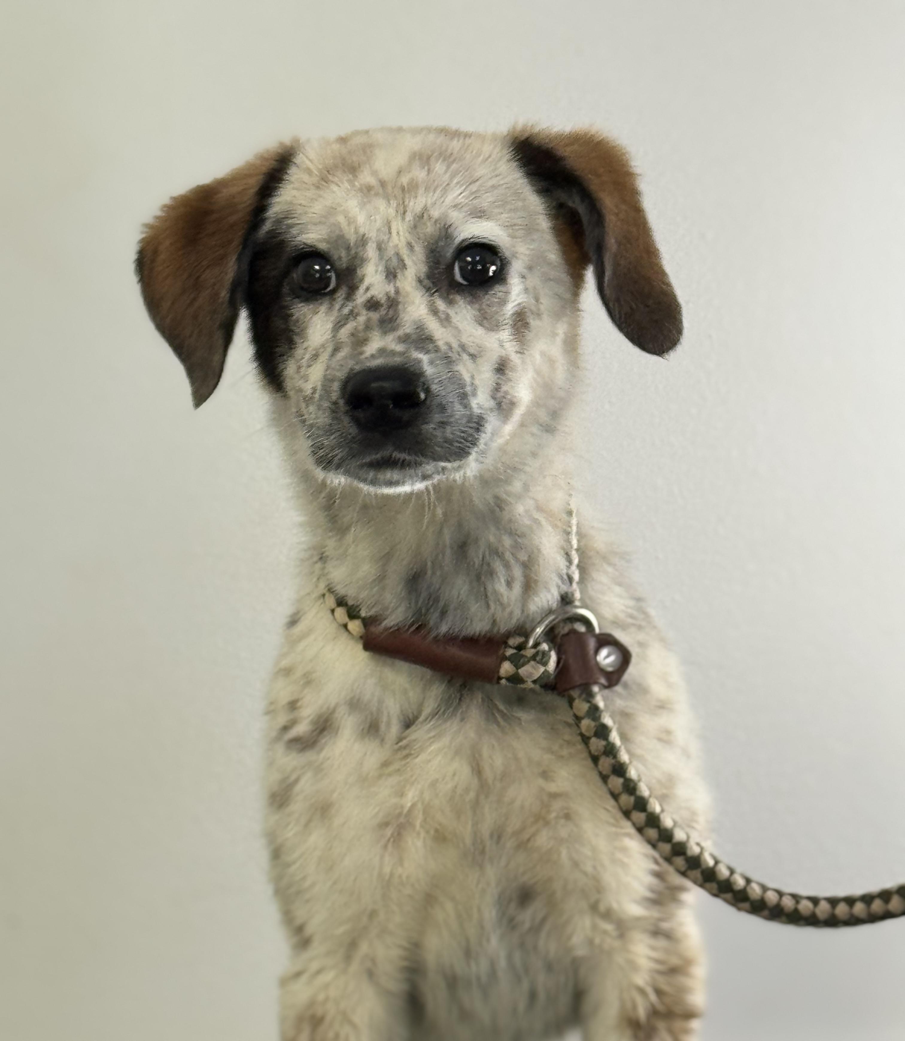 Lavender, a ADOPTABLE mixed breed in Richmond, VA image 6/6