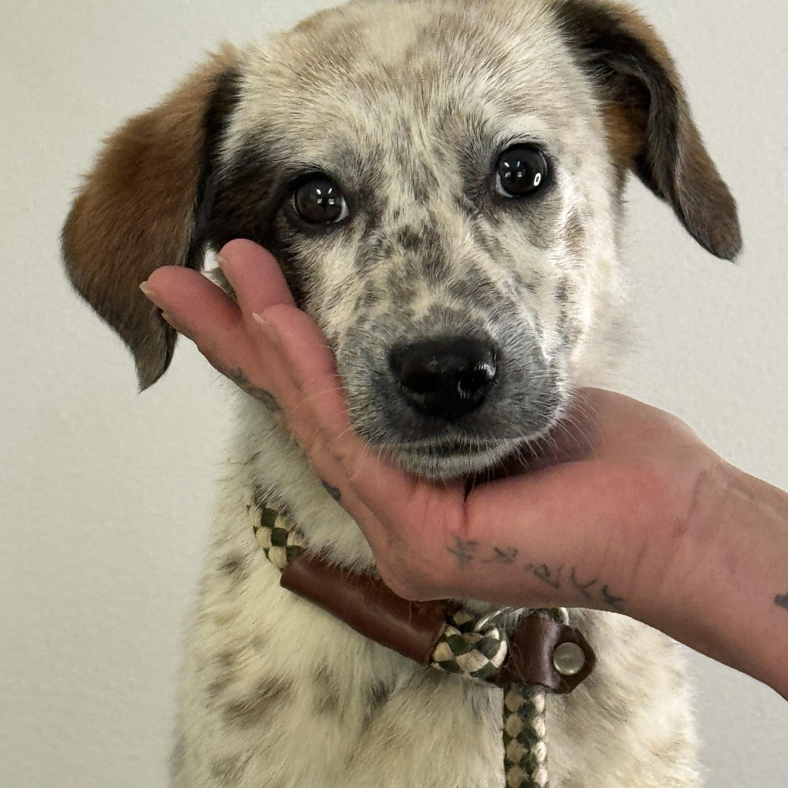 Lavender, a ADOPTABLE mixed breed in Richmond, VA image 3/6
