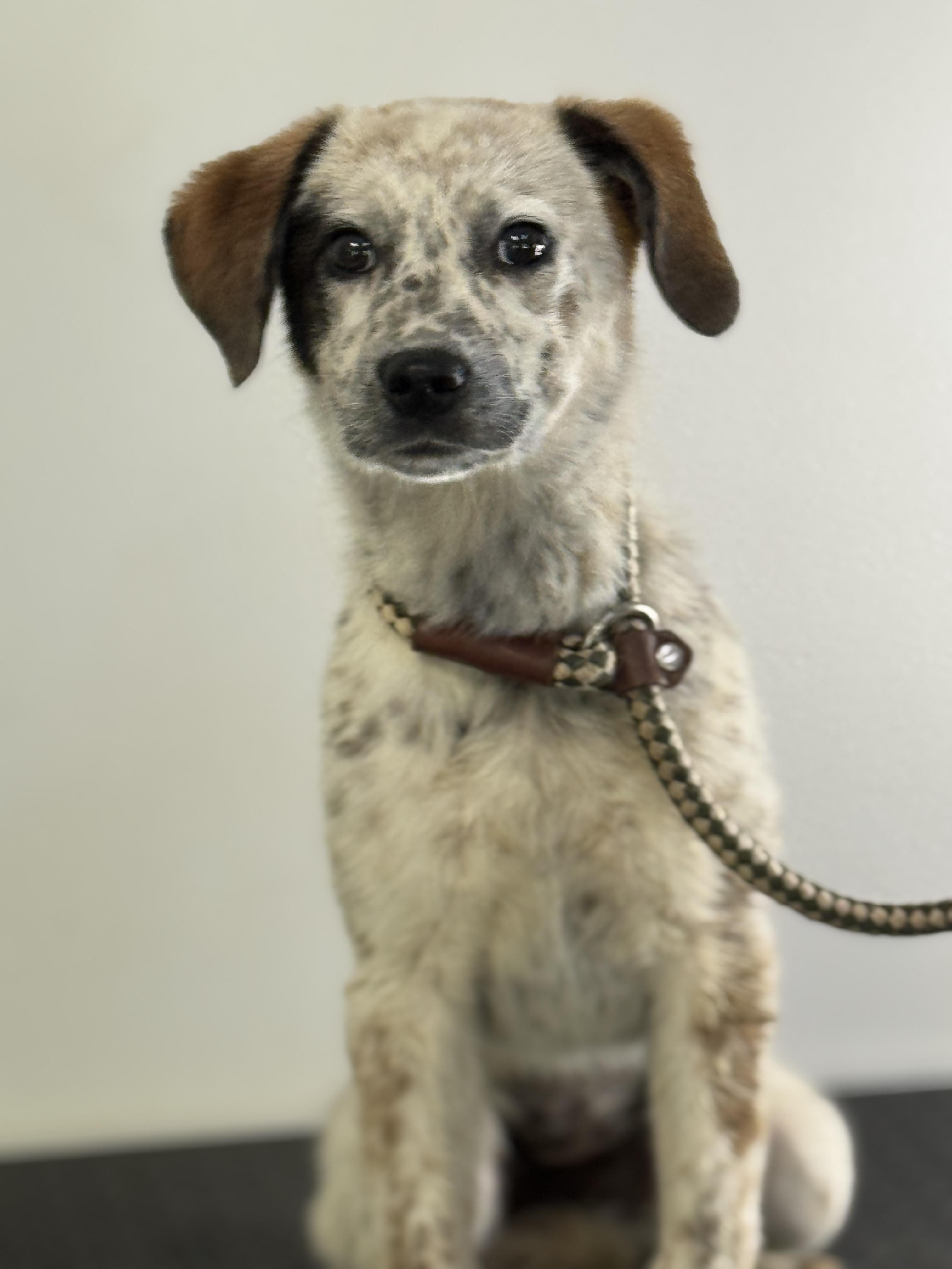 Lavender, a ADOPTABLE mixed breed in Richmond, VA image 2/6