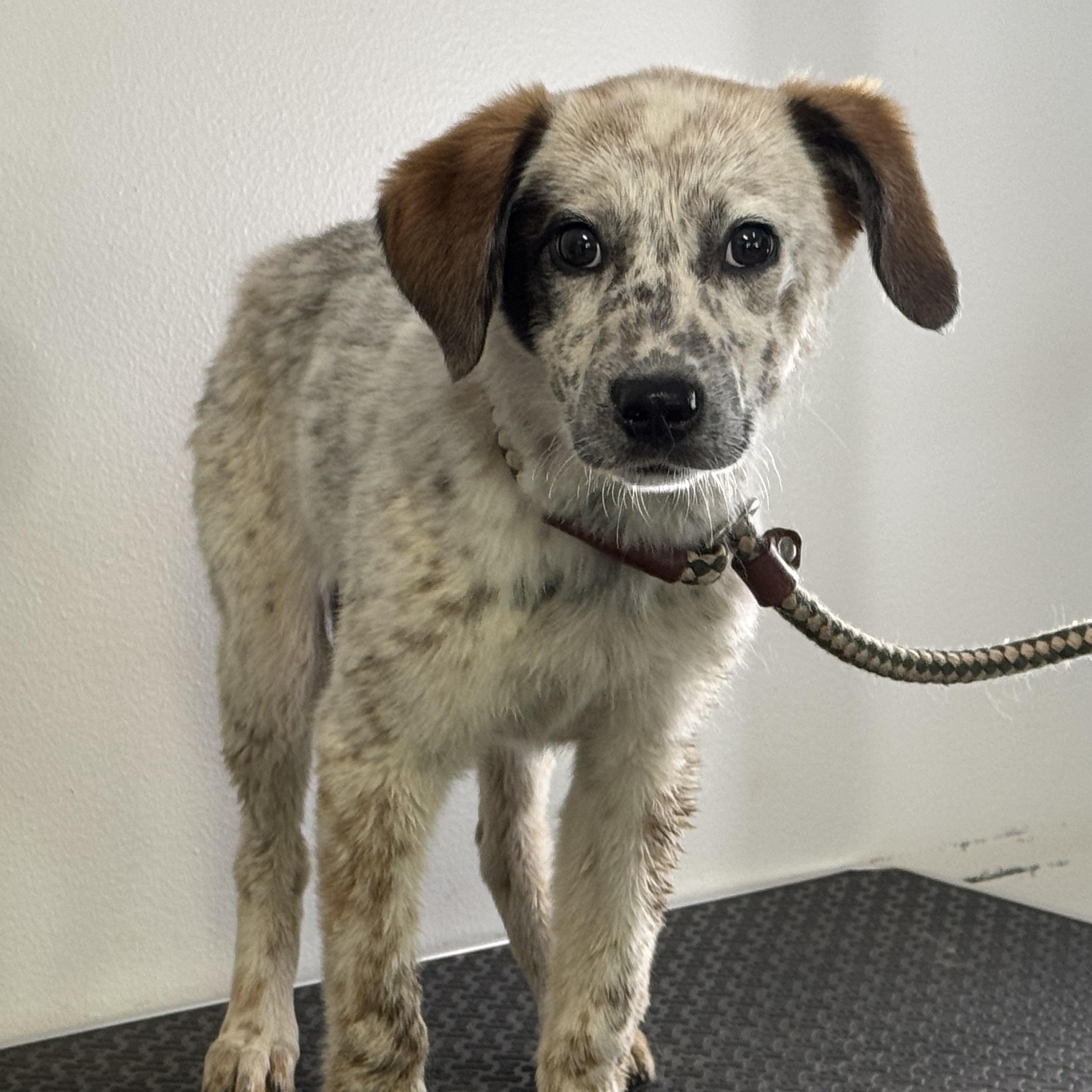 Lavender, a ADOPTABLE mixed breed in Richmond, VA image 5/6