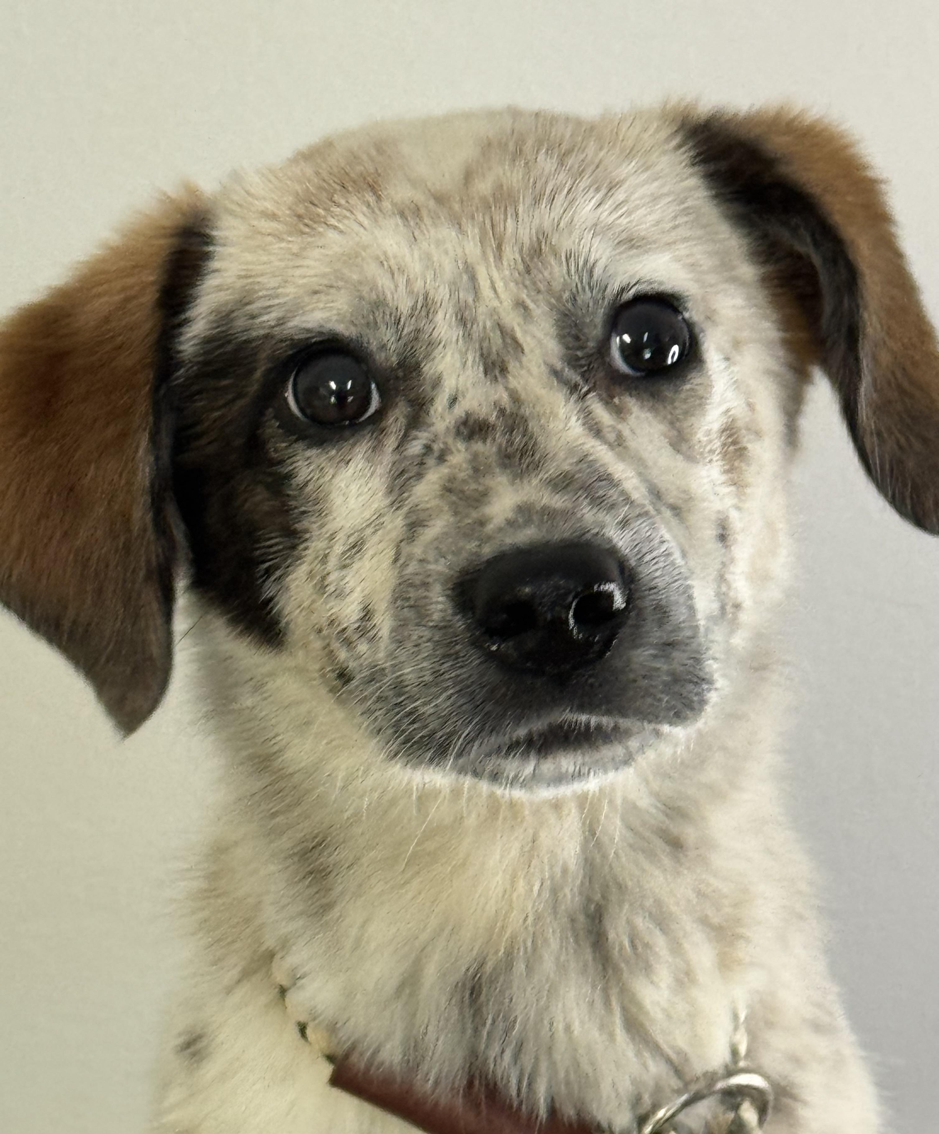 Lavender, ADOPTABLE, Young Female Australian Cattle Dog / Blue Heeler & Catahoula Leopard Dog.