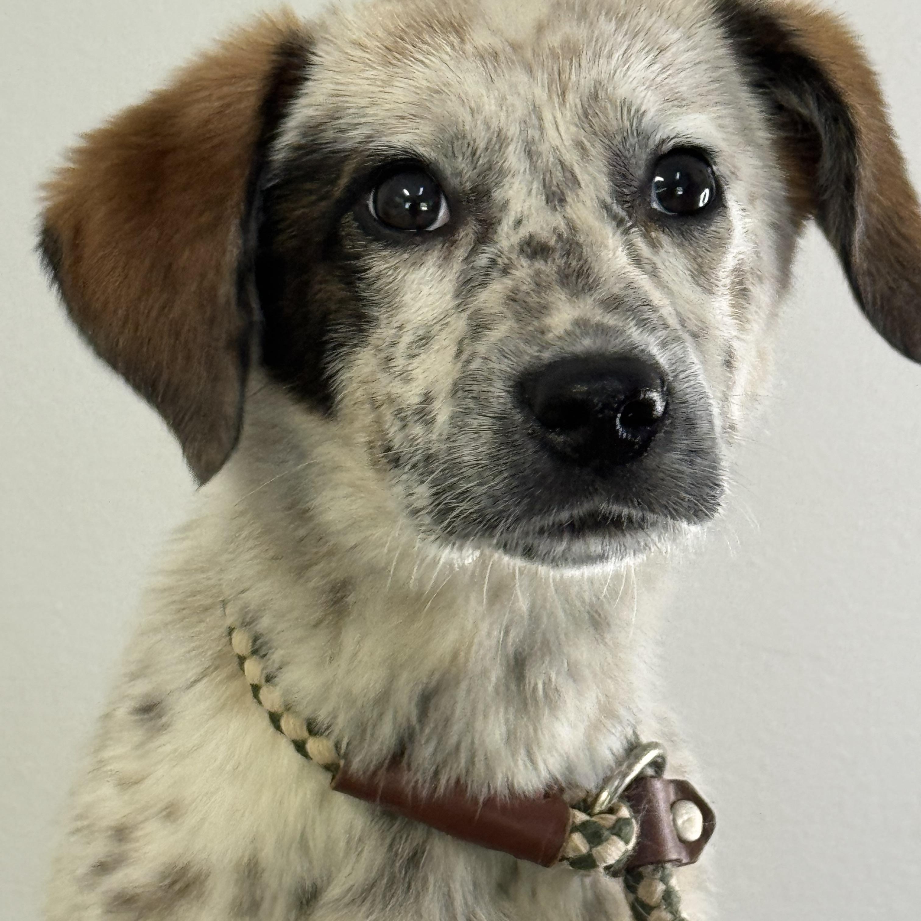 Lavender, a ADOPTABLE mixed breed in Richmond, VA image 4/6
