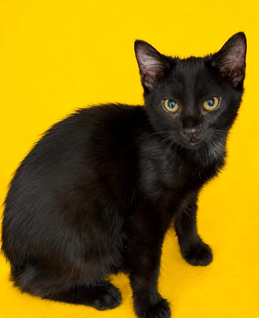 Slick, Adoptable, Kitten Male Domestic Short Hair.