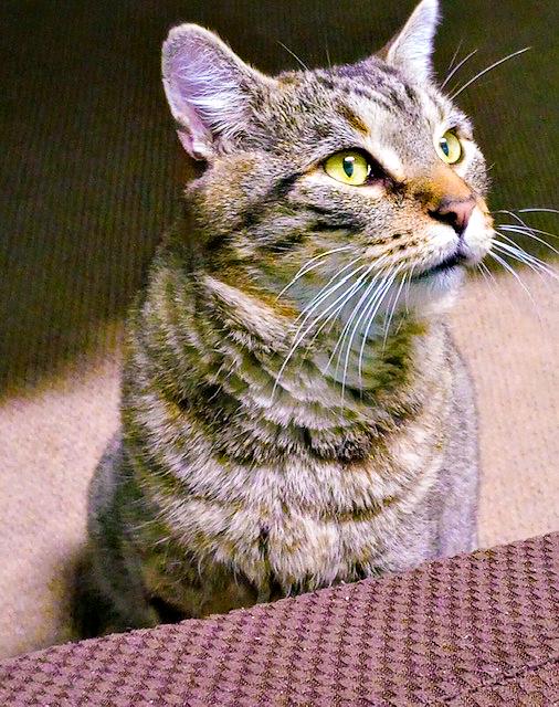 Enlarge Captain, a ADOPTABLE Domestic Short Hair in Pittsburgh, PA image 2/3