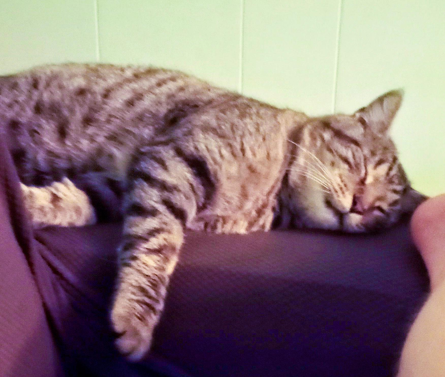 Enlarge Captain, a ADOPTABLE Domestic Short Hair in Pittsburgh, PA image 3/3