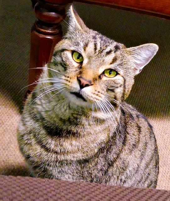 Enlarge Captain, a ADOPTABLE Domestic Short Hair in Pittsburgh, PA image 1/3