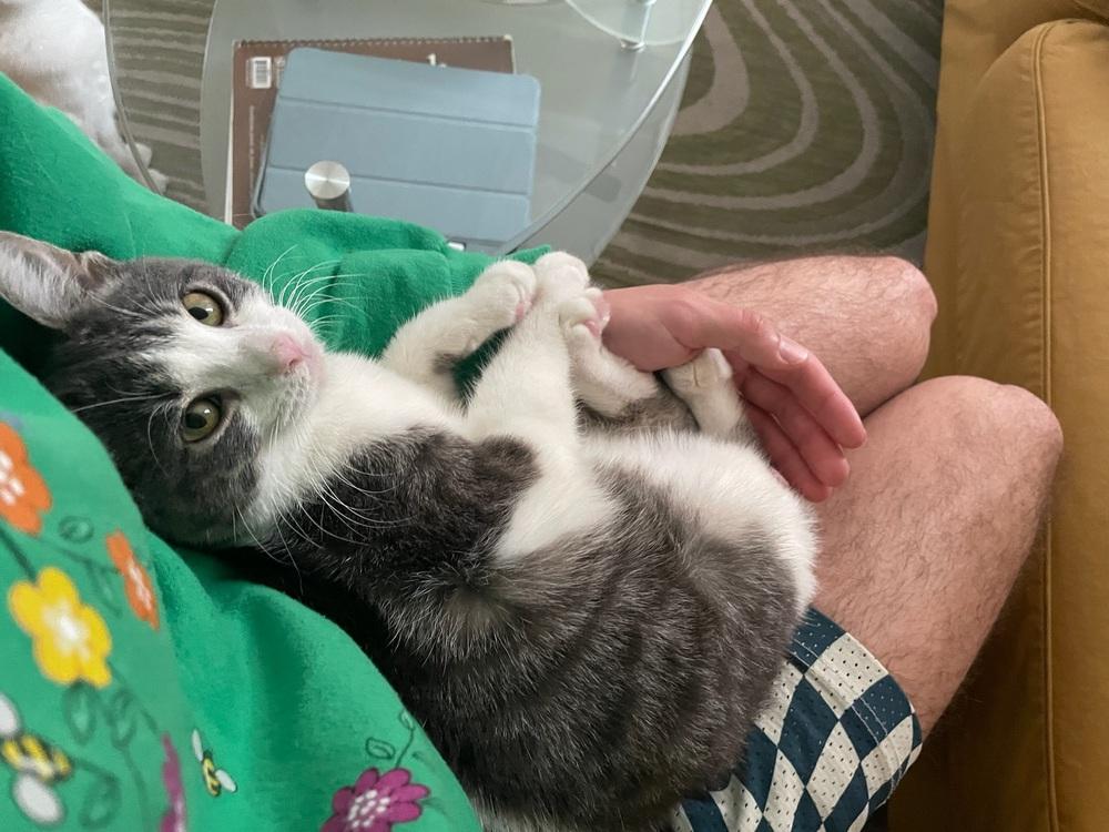 Little Cow, a Adoptable Domestic Short Hair in New York, NY image 1/6