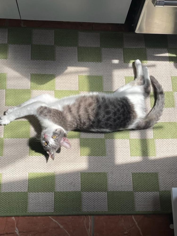 Little Cow, a Adoptable Domestic Short Hair in New York, NY image 2/6